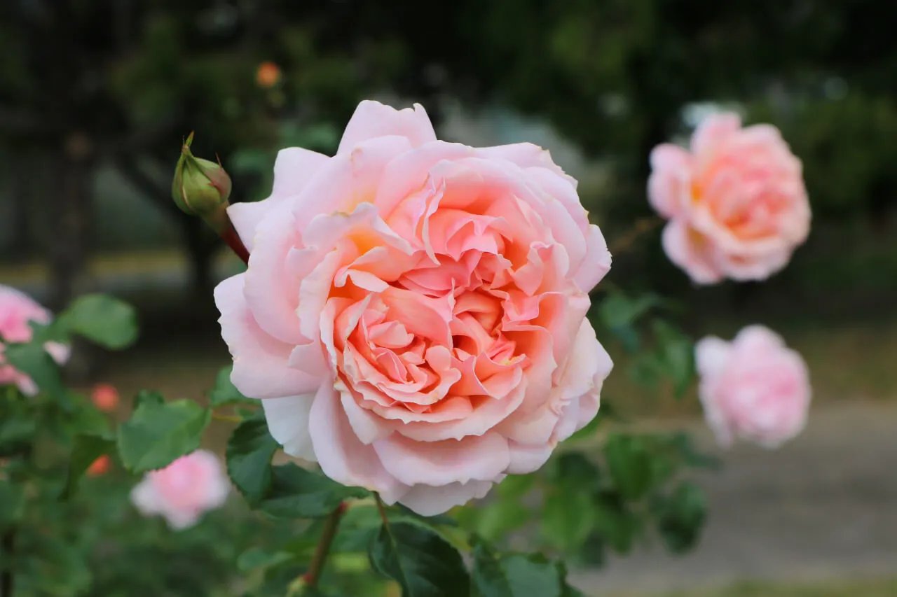 🏞️ 우미노나카미치 해변공원 (우미노나카미치카이힌코엔) 이미지 12